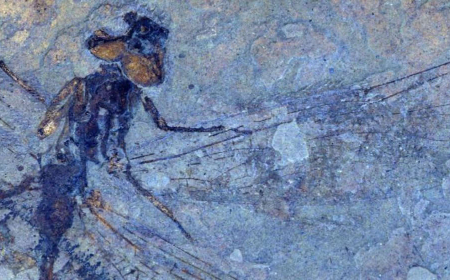 Hóa thạch chuồn chuồn quý hiếm có thể nâng cao hiểu biết về BĐKH