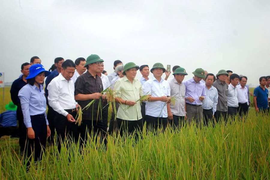 Quảng Trị canh tác giống lúa hữu cơ tạo ra hạt gạo ngon nhất thế giới