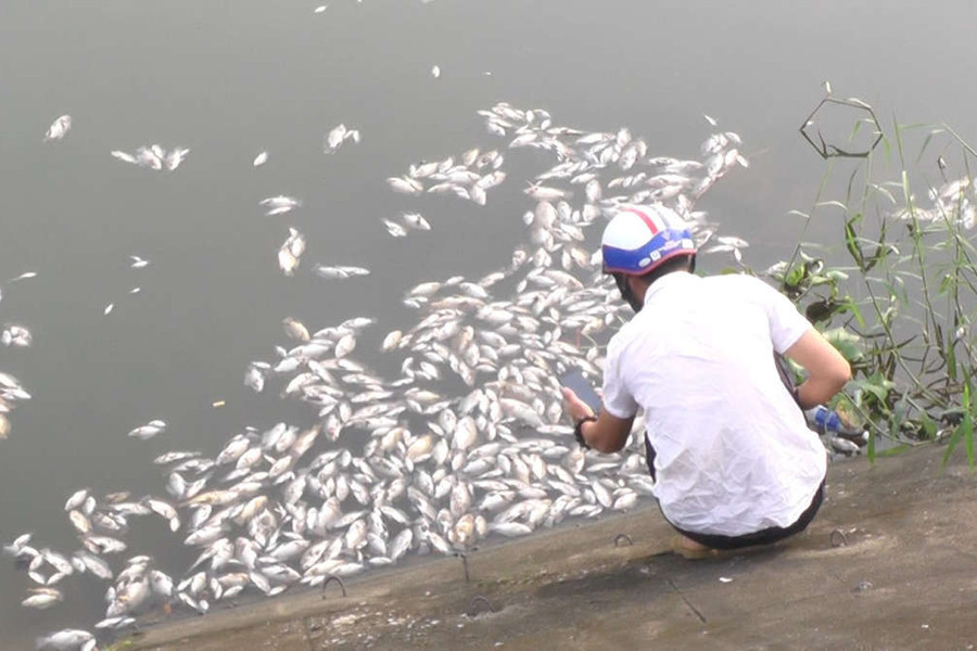 Quảng Trị: Cá chết tại hồ chứa nước Đại An là do thiếu ô xy nghiêm trọng