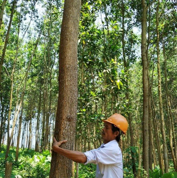 Quảng Nam: Hiện thực hóa giấc mơ cánh rừng gỗ lớn