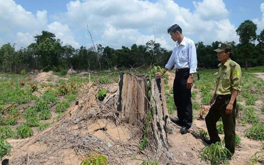 Bà Rịa - Vũng Tàu: Xử lý tình trạng lấn chiếm đất rừng