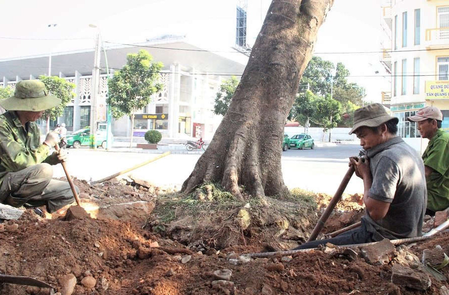 Quảng Trị: Hàng loạt cây xanh lâu năm được di dời, đốn hạ để thay thế bằng cây mới
