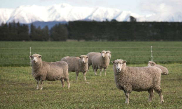 New Zealand bắt đầu áp dụng chỉnh sửa gen để sản xuất cừu phát thải khí metan thấp