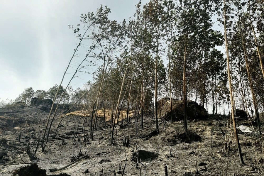 Khởi tố đối tượng làm cháy 100 hecta rừng