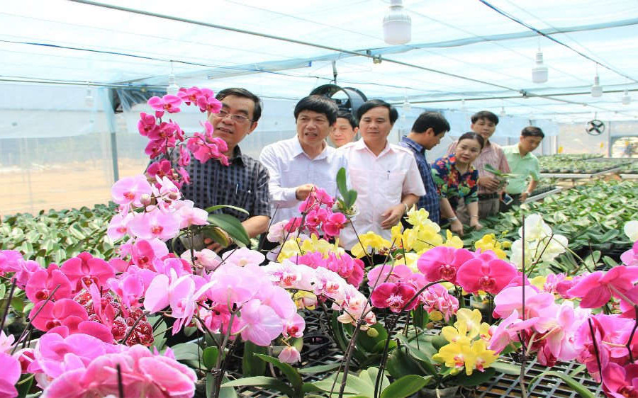 Hàng vạn cây hoa sẵn sàng cung ứng thị trường hoa Tết ở Quảng Trị
