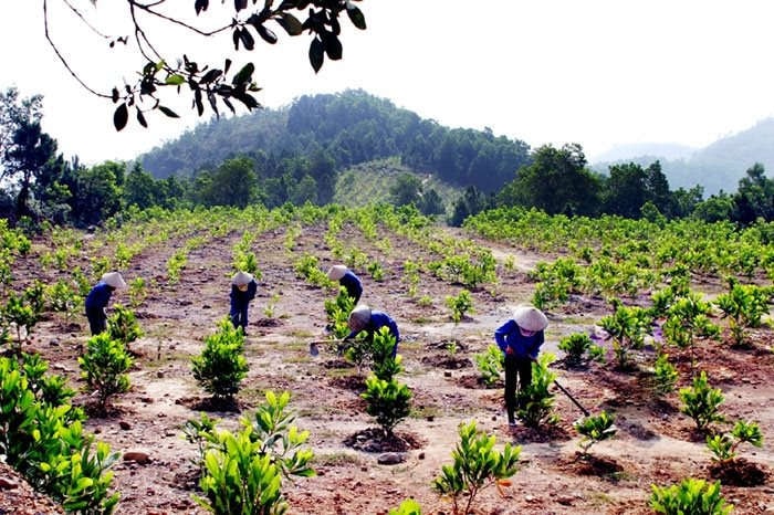 Hoàn nguyên môi trường sau khai thác các mỏ than tại Quảng Ninh