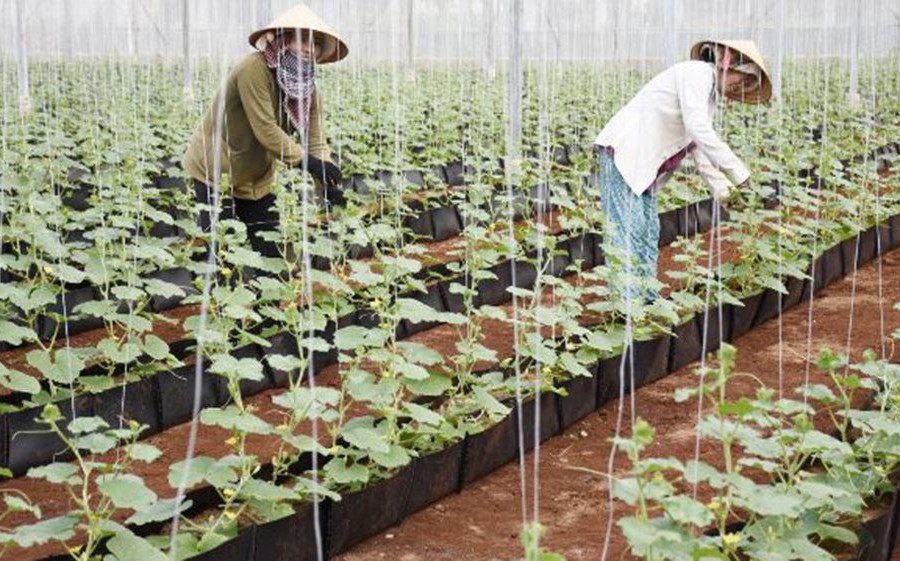 Bà Rịa - Vũng Tàu: Dành hơn 40ha đất sạch phát triển nông nghiệp công nghệ cao
