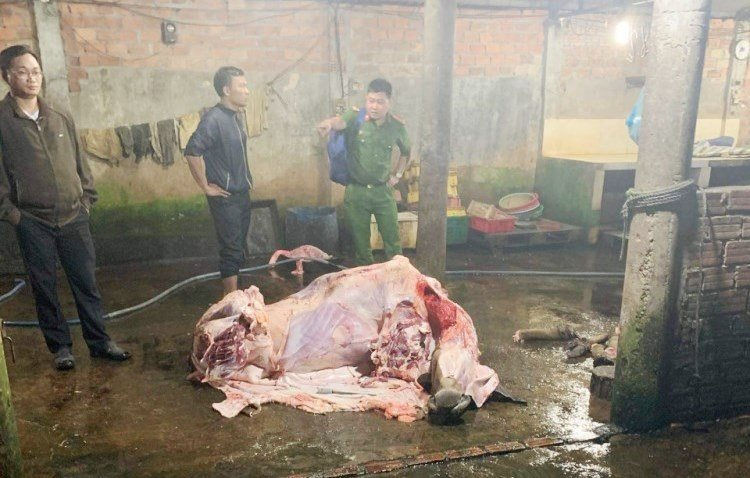 Quảng Nam: Bắt quả tang nhiều cơ sở bơm nước vào bò trước khi giết mổ