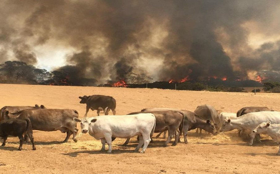 Nhà chức trách kêu gọi 240.000 người Australia sơ tán vì cháy rừng có nguy cơ gia tăng