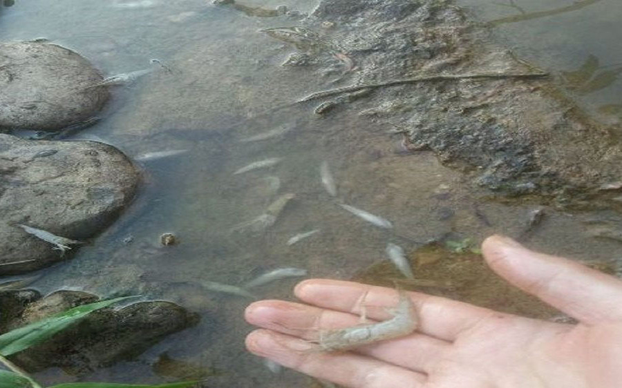 Như Xuân (Thanh Hóa): Cần làm rõ nguyên nhân nước sông đổi màu, cá chết tại sông Quyền 