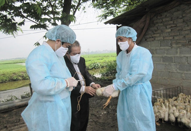 Hà Nội xuất hiện ổ dịch cúm A/H5N6 trên đàn gia cầm