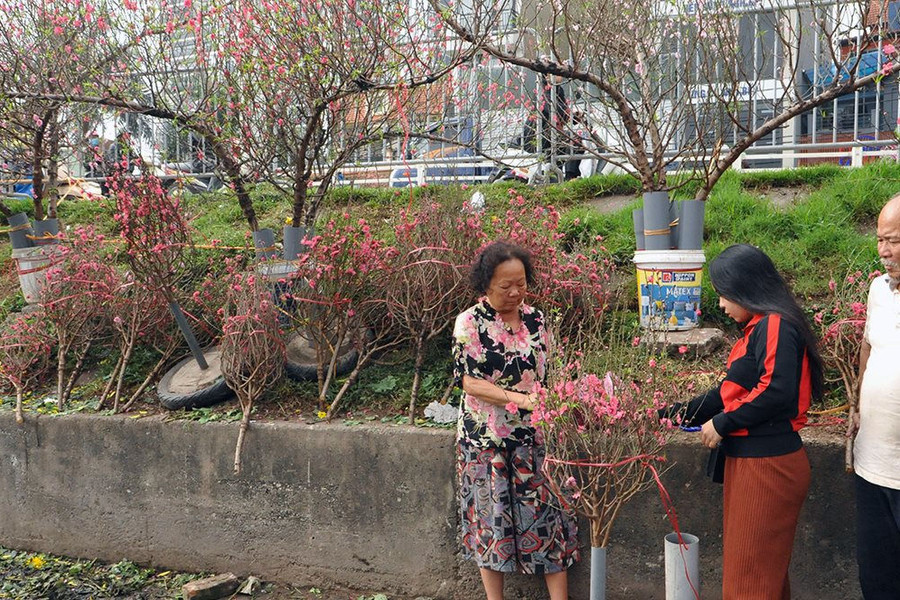 Hà Nội: Chợ hoa Quảng Bá bắt đầu rực rỡ sắc Xuân