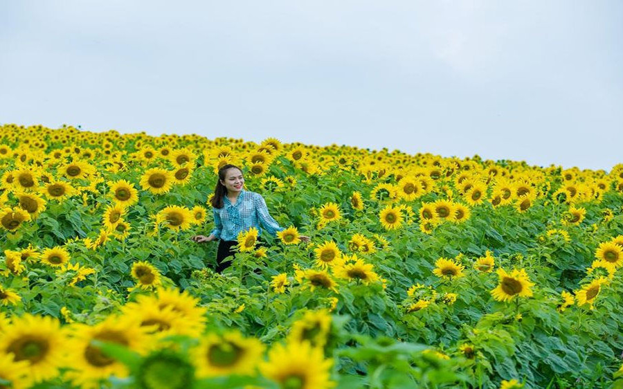 Du xuân, đừng bỏ lỡ cánh đồng “hoa mặt trời” hàng trăm hec-ta lớn nhất Việt Nam!