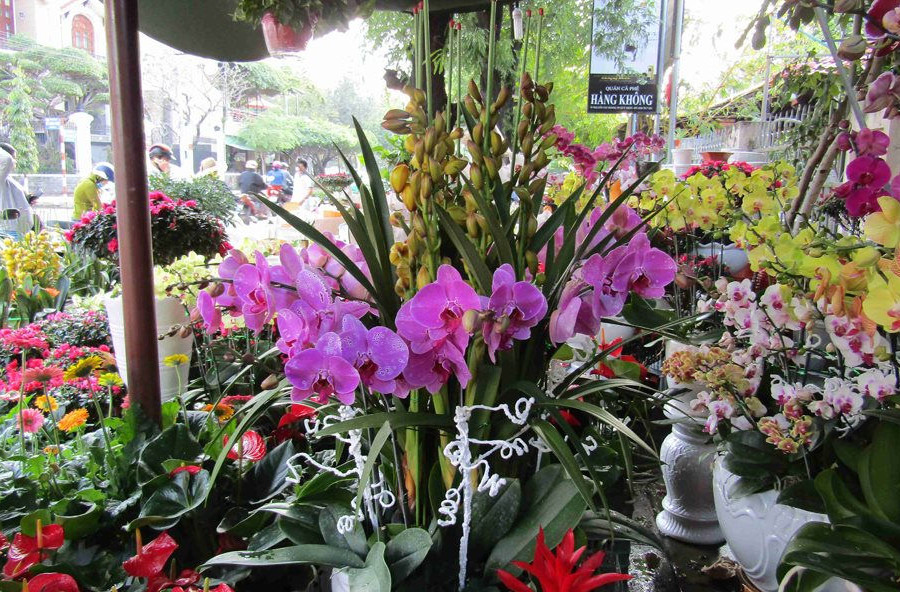 Đà Nẵng: Hoa Tết trúng mùa, chủ vườn thắng lợi, chủ vựa thót tim ở ‘phút 89’
