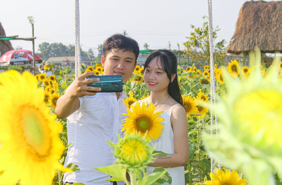 Vườn hoa hướng dương lớn nhất xứ Huế khoe sắc khiến du khách mê mẫn