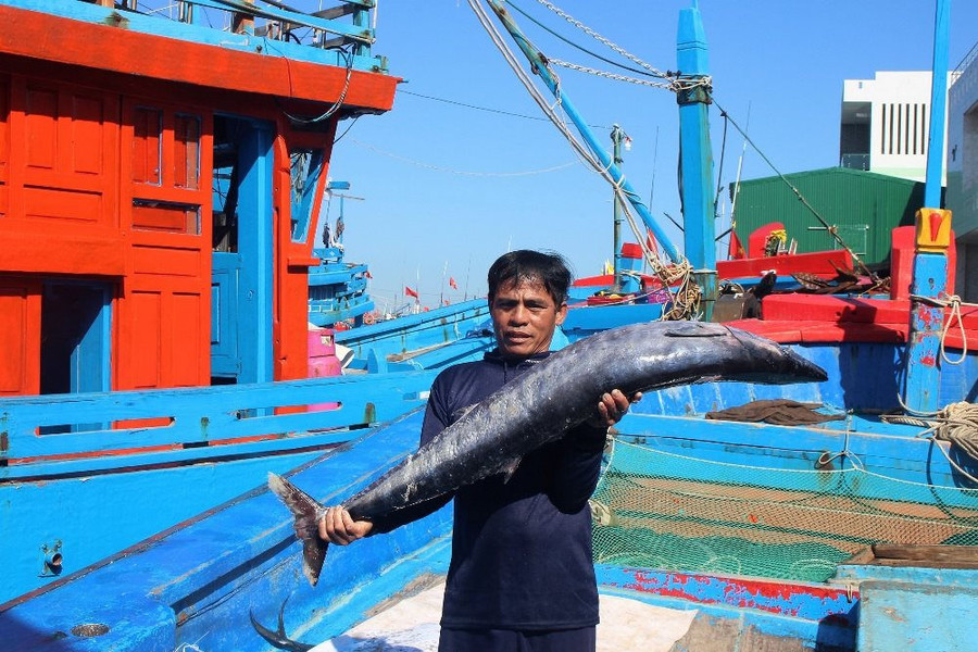 Đà Nẵng: Không có tàu cá đánh bắt trái phép ở vùng biển nước ngoài