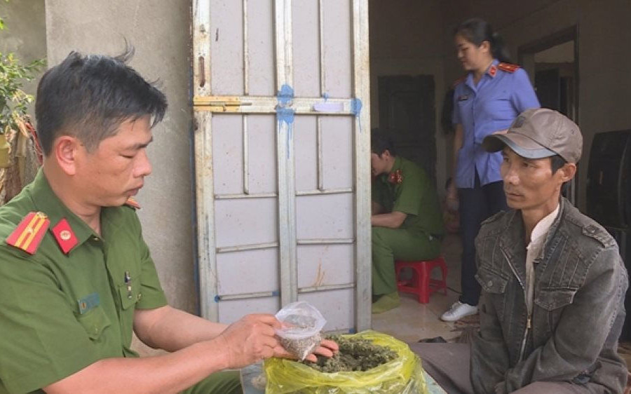 Đắk Lắk: Phát hiện hơn 1.000 cây cần sa được trồng trong vườn cà phê