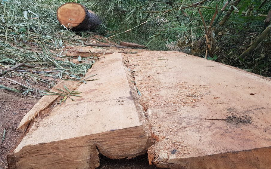 Đắk Lắk: Khởi tố vụ án phá rừng trong dịp Tết Nguyên đán Canh Tý