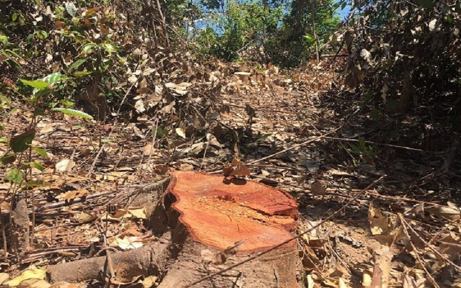 Vụ “ Hàng chục ha rừng phòng hộ Quảng Trạch – Quảng Bình bị “xẻ thịt”: Khởi tố vụ án, chuyển hồ sơ sang cơ quan điều tra