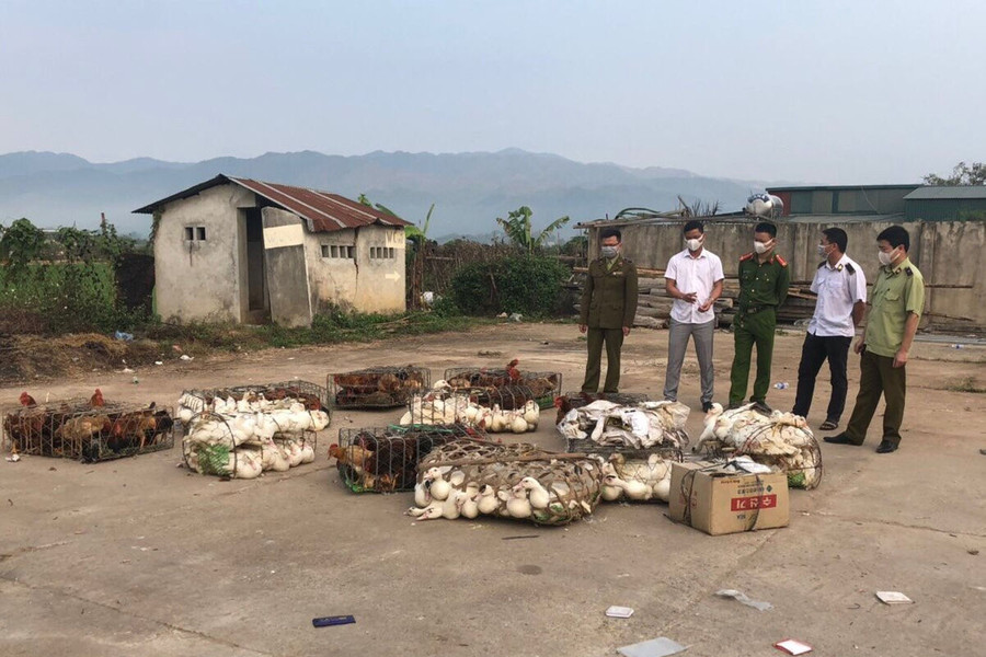 Điện Biên: Thu giữ 500 kg thịt gia cầm không có giấy chứng nhận kiểm dịch