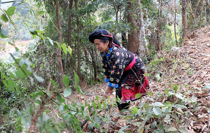 Huyện Điện Biên Đông:  Chỉ tiêu khoanh nuôi tái sinh rừng khó hoàn thành