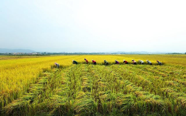 Điện Biên: Phát huy tiềm năng nông, lâm nghiệp