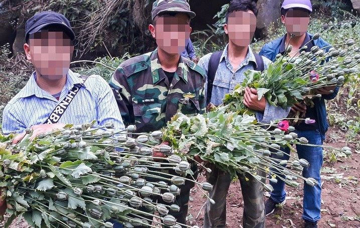 Điện Biên: Phá nhổ 100m2 cây thuốc phiện trên địa bàn biên giới huyện Nậm Pồ