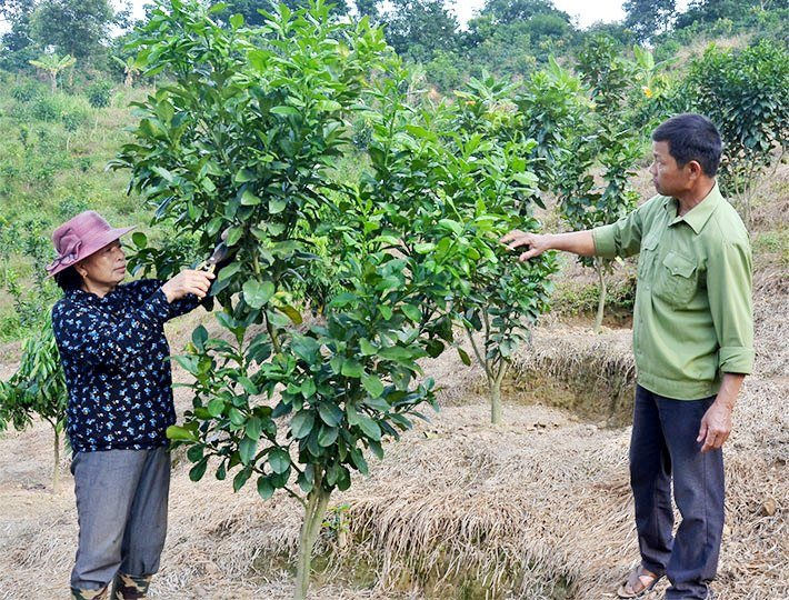 Điện Biên: Chuyển đổi cơ cấu cây trồng ứng phó với biến đổi khí hậu