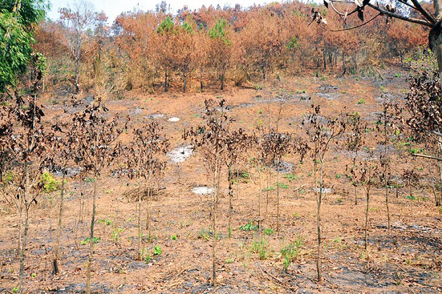 Yêu cầu làm rõ trách nhiệm một Ban quản lý chậm báo cáo vụ cháy 17ha rừng trồng