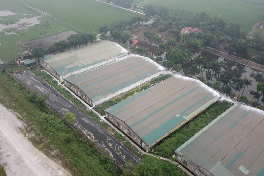 Hà Nam: Dân "tố" trại nuôi lợn của Công ty Đông Xuân và Công ty C.P xả thải gây ô nhiễm