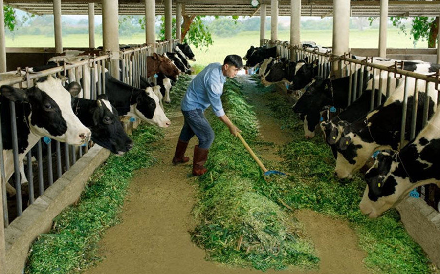 Sữa Cô Gái Hà Lan đã làm gì để đảm bảo an toàn cho nông dân trong mùa dịch Covid-19?