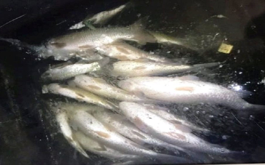 Thanh Hoá: Khắc phục hiện tượng cá chết bất thường trên sông Mã