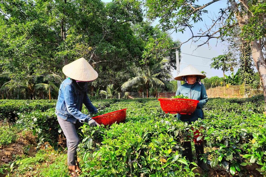 Bình Định: Danh trà Gò Loi vang bóng trên đất Hoài Ân