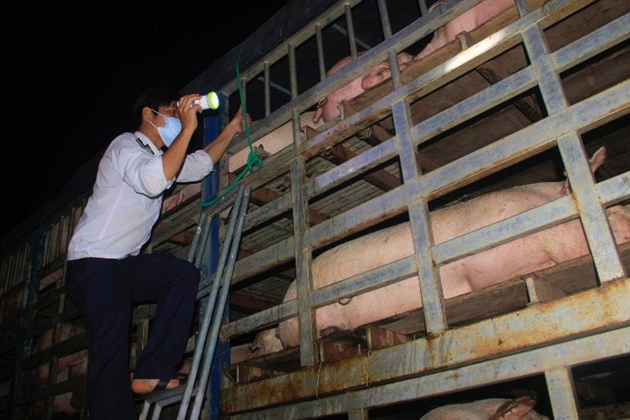 Quảng Trị ra công văn hỏa tốc về kiểm soát vận chuyển lợn tại khu vực biên giới
