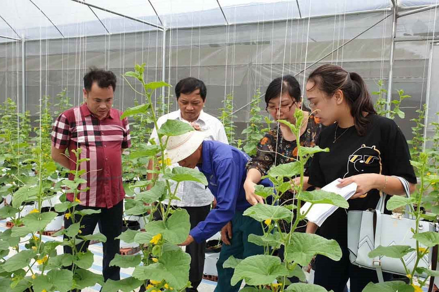 Quảng Ninh đưa công nghệ cao vào sản xuất nông nghiệp, góp phần bảo vệ môi trường