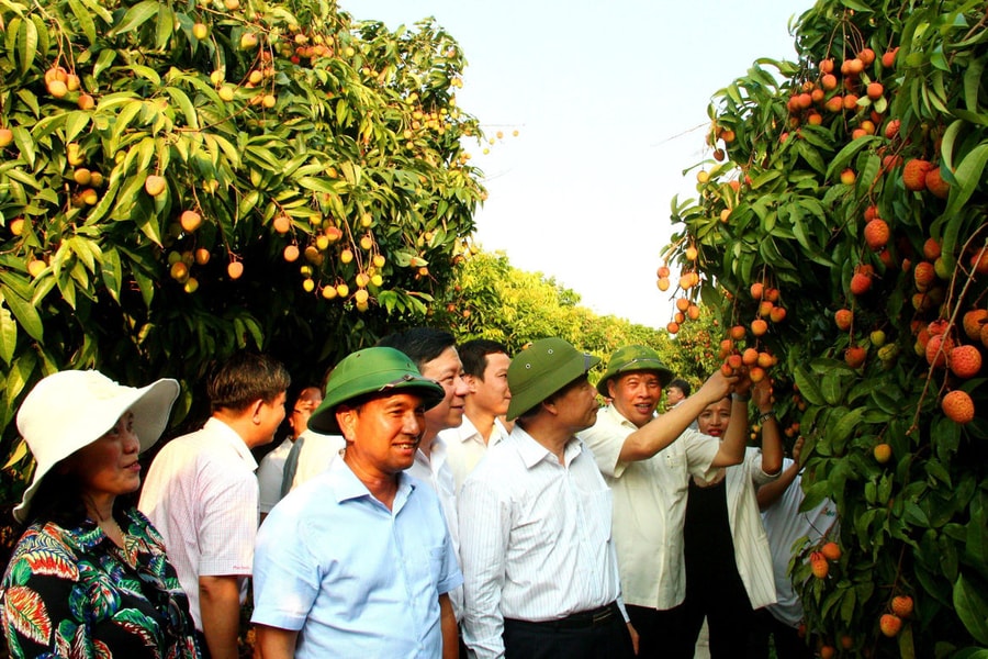 Hải Dương xuất khẩu lô vải quả đầu tiên sang Singapore và Mỹ