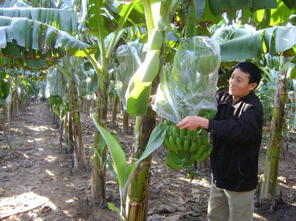 Năng suất cây chuối tăng cao nhờ bón phân Lâm Thao