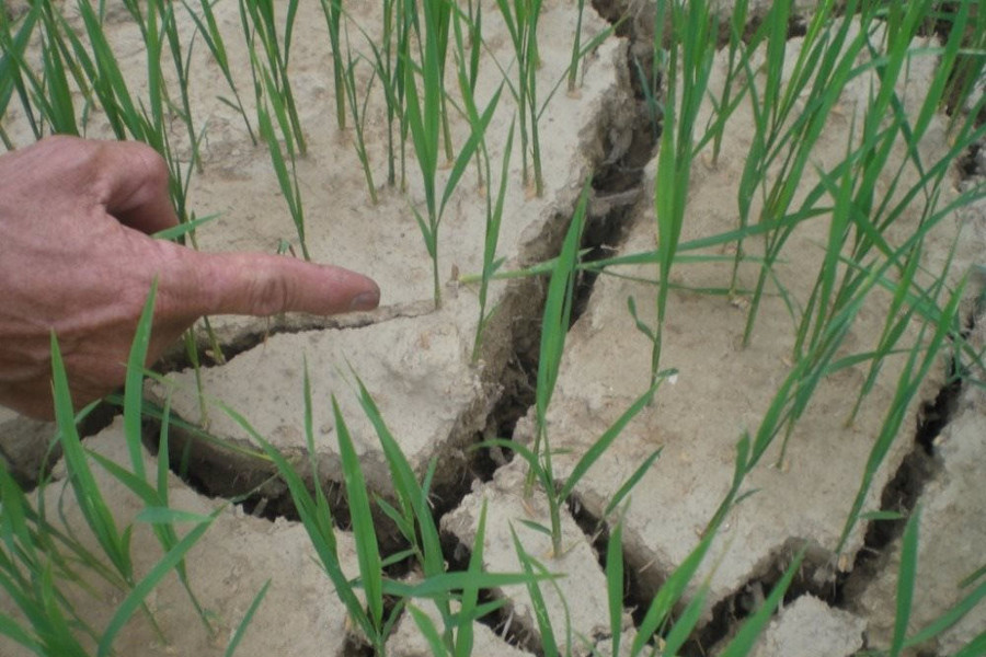 Trung bộ và Tây Nguyên: Thiếu nước, khả năng gần 45 nghìn ha đất lúa vụ Hè Thu bị bỏ trống 
