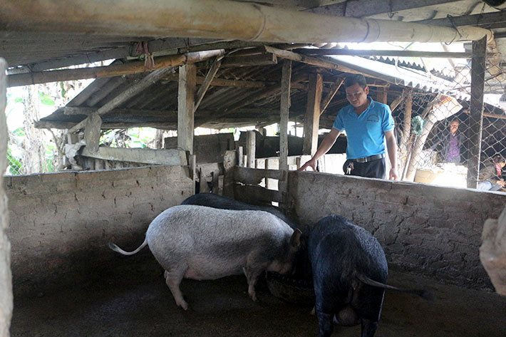 Điện Biên: Hỗ trợ gần 51 tỷ đồng cho các hộ bị thiệt hại do dịch tả lợn Châu Phi