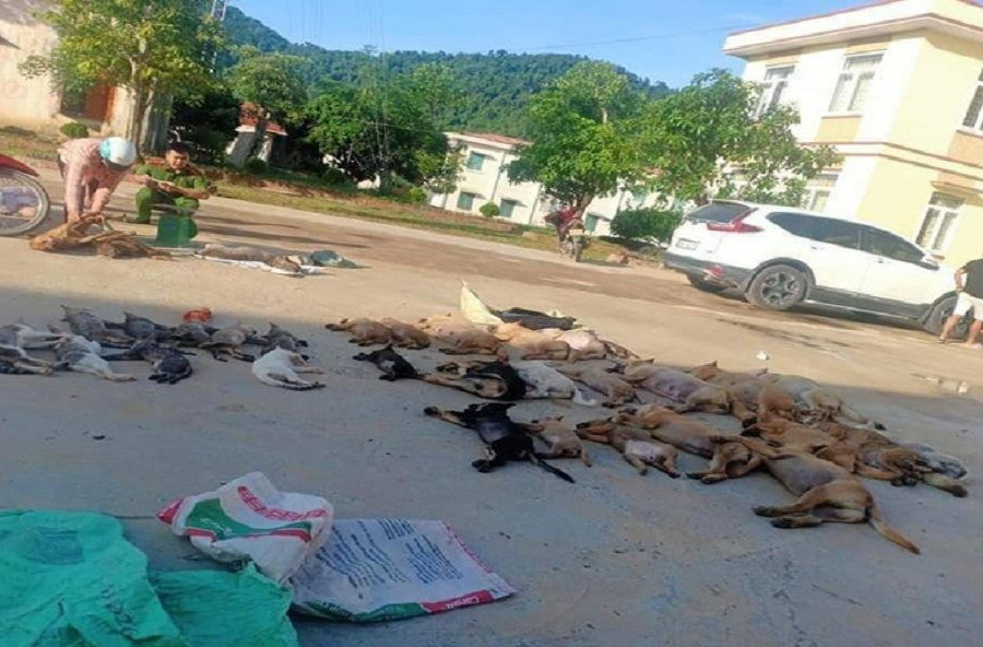 Thanh Hoá: Bắt giữ “đôi tình nhân” dùng chất độc Syanua trộm chó