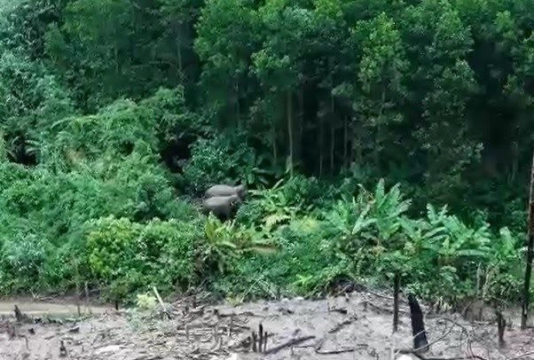Quảng Nam: Phát hiện 2 cá thể voi ra sát bìa rừng để kiếm ăn 