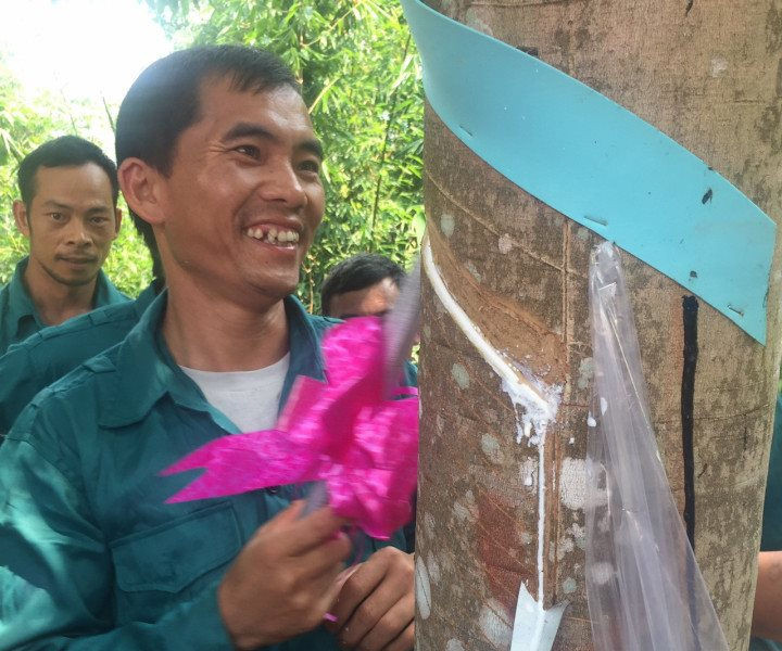 Điện Biên: Sớm thanh toán tiền chia sản phẩm cho người dân góp đất trồng cao su