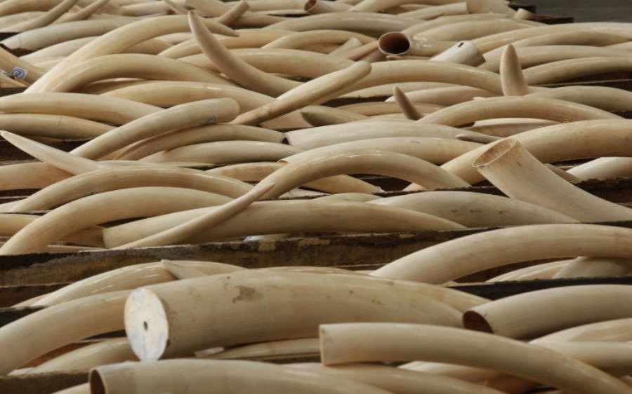 Buôn bán ngà voi bất hợp pháp chuyển dịch từ Trung Quốc sang Campuchia