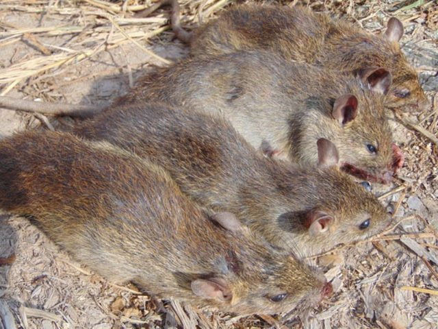 Nghiên cứu mới: Tỉ lệ dương tính với vi rút corona khá cao trên chuột đồng