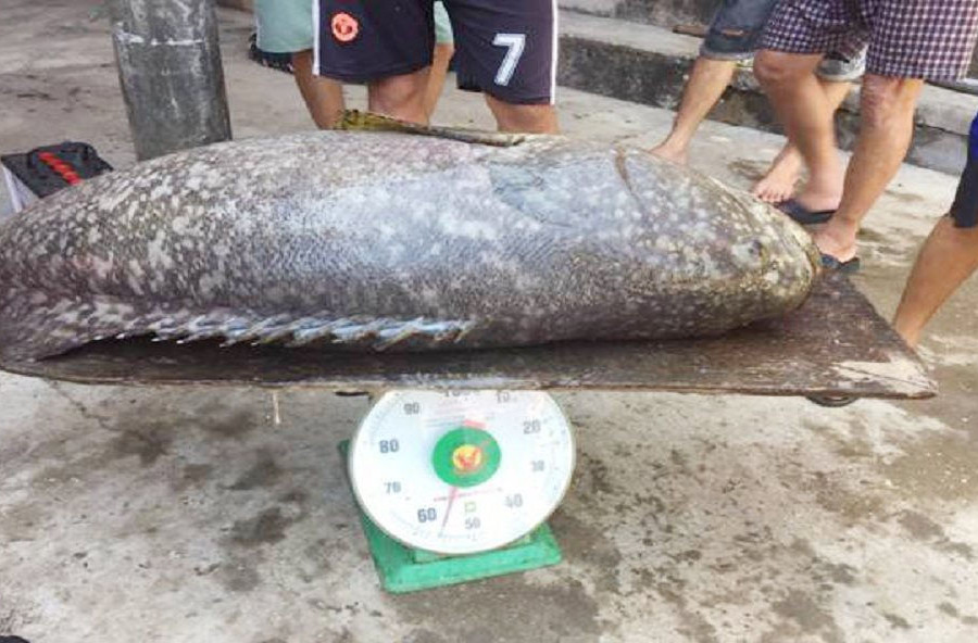 Thu hoạch cá mú “khủng” trên đầm phá Tam Giang - Cầu Hai