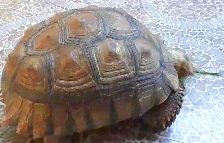 Hà Tĩnh: Cá thể rùa quý hiếm nặng gần 17kg được thả về môi trường rừng tự nhiên