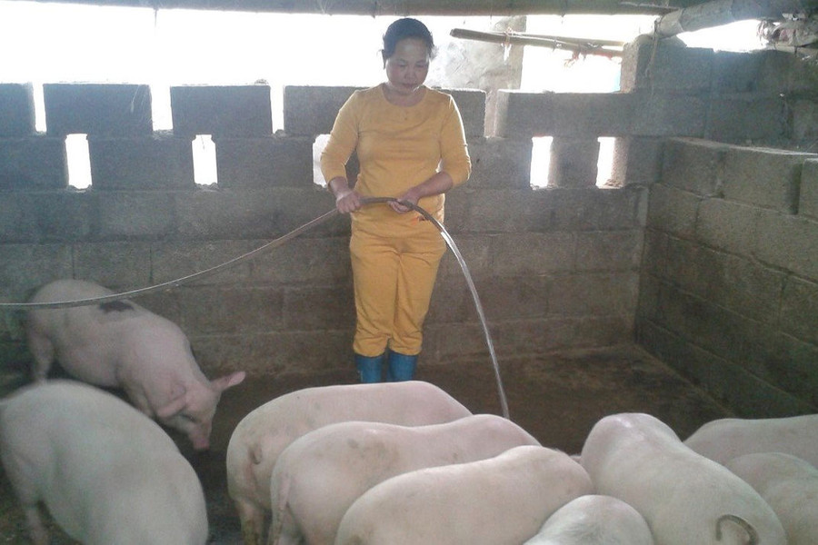 Cao Bằng: Tập trung ngăn chặn dịch tả lợn châu Phi tái bùng phát