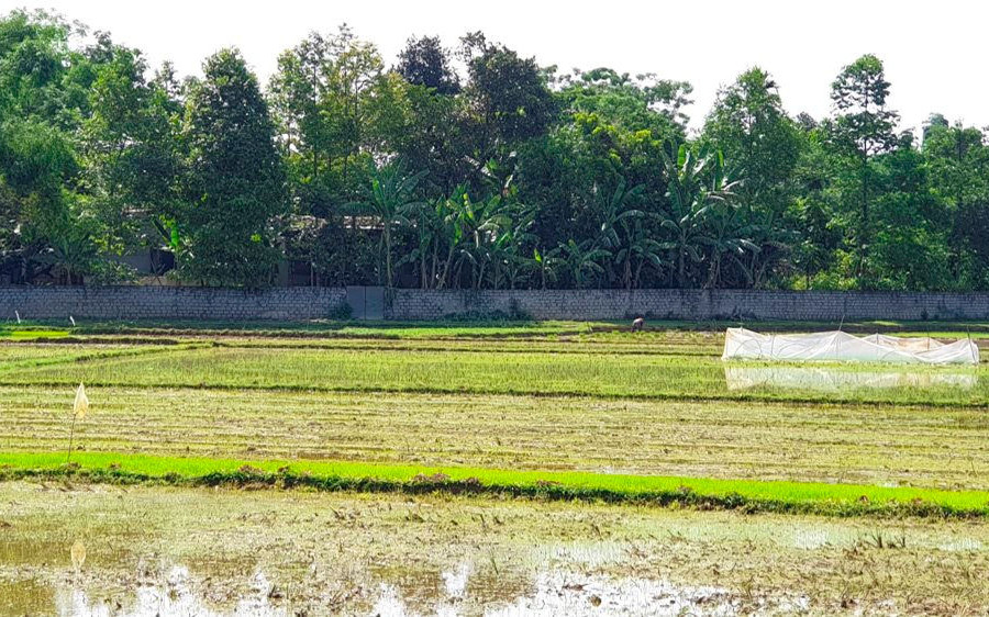 Quảng Trị: Hơn 1.400 ha lúa bị ảnh hưởng bởi nắng nóng