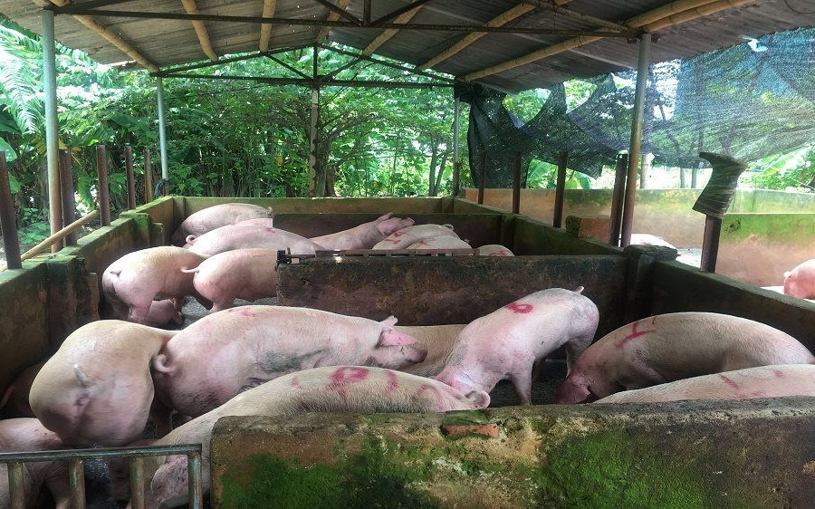 Quảng Trị: Tăng cường kiểm soát vận chuyển lợn trái phép qua biên giới