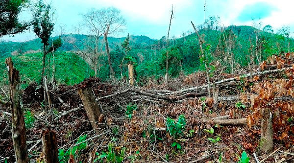 Nậm Pồ (Điện Biên) Khởi tố 3 vụ án hủy hoại rừng
